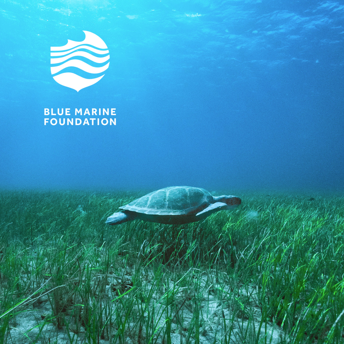 Help to protect our oceans